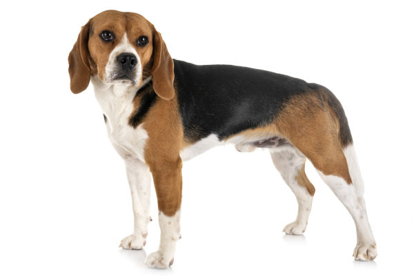 Beagle - Animalstock