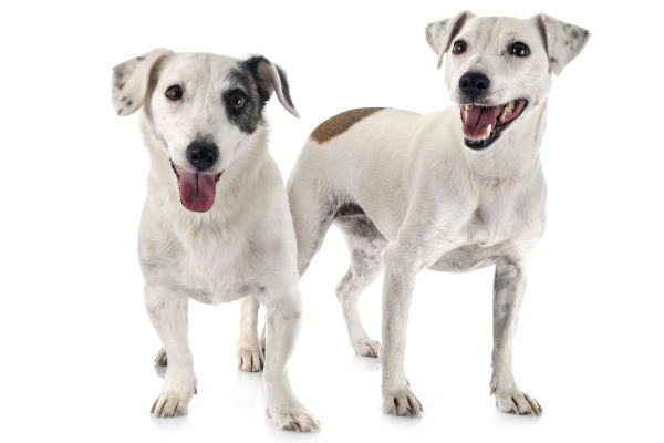 Jack Russel Terrier - Animalstock
